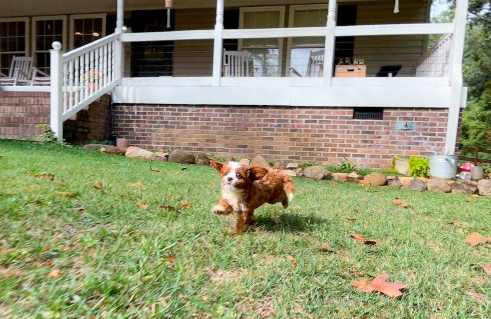 Cavapoo Puppy for Adoption