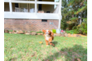 Cute Cavadoodle Poodle Mix Puppy