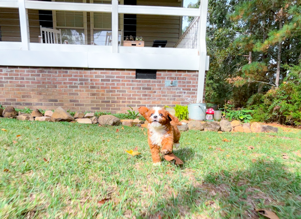 Cute Cavadoodle Poodle Mix Puppy