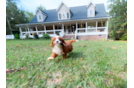 Cute Cavapoo Poodle Mix Pup
