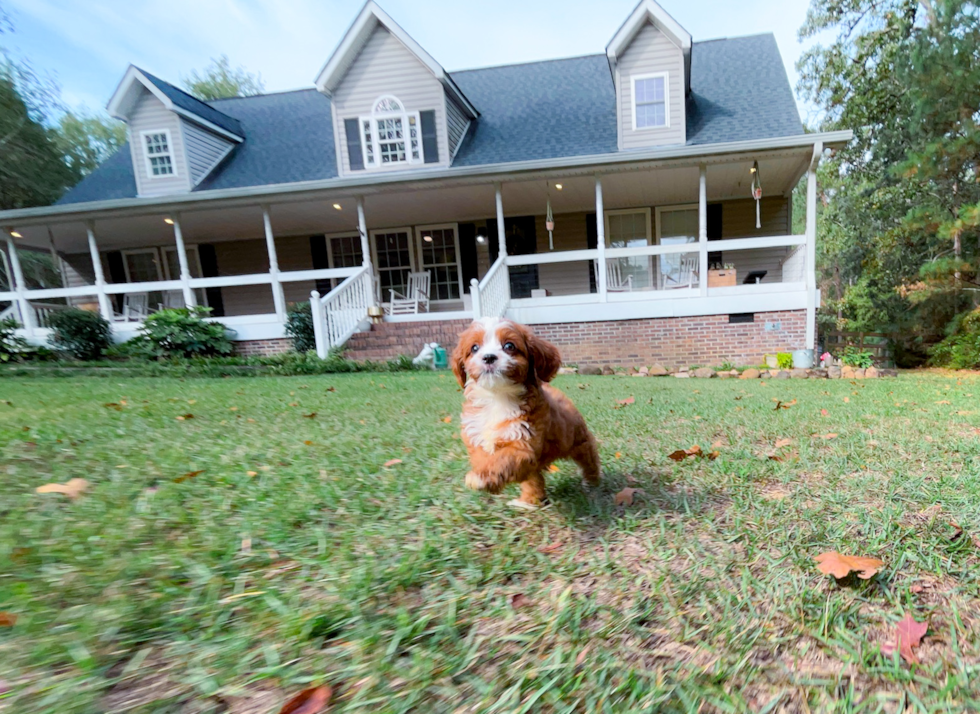 Cavapoo Pup Being Cute