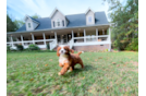 Cute Cavapoo Baby