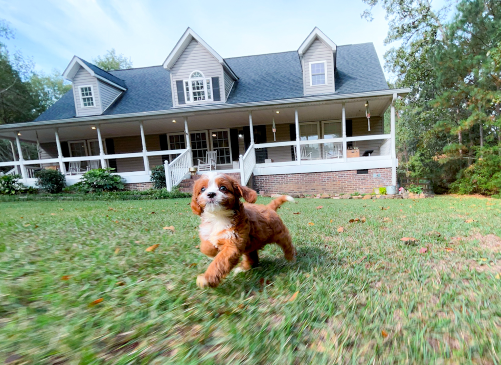 Cute Cavapoo Baby
