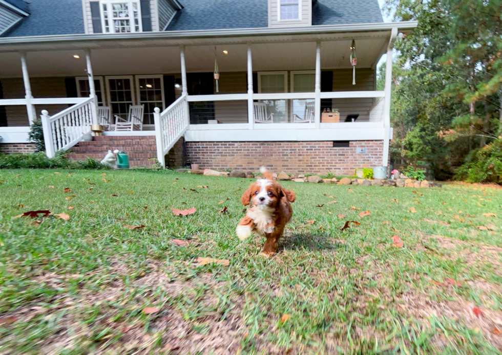 Cavapoo Puppy for Adoption