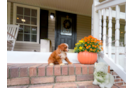 Cute Cavapoo Baby