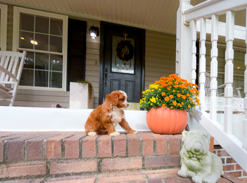Cute Cavapoo Baby