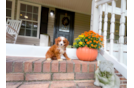 Cute Cavapoo Baby