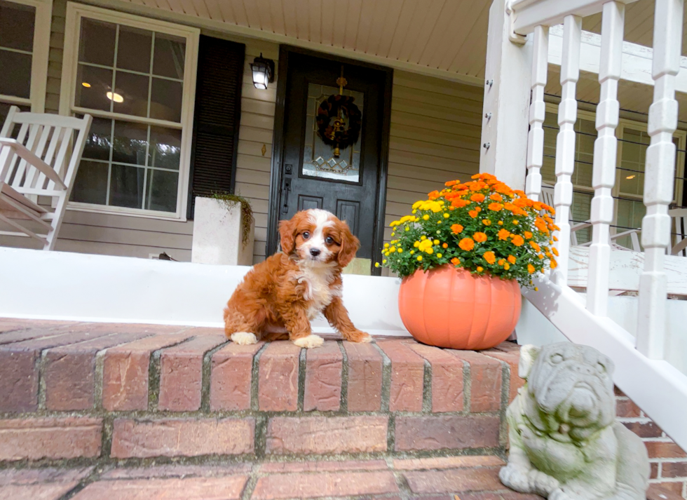 Cute Cavapoo Baby