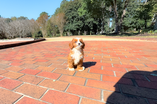 Best Cavapoo Baby