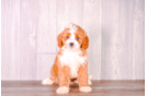 Cavapoo Pup Being Cute
