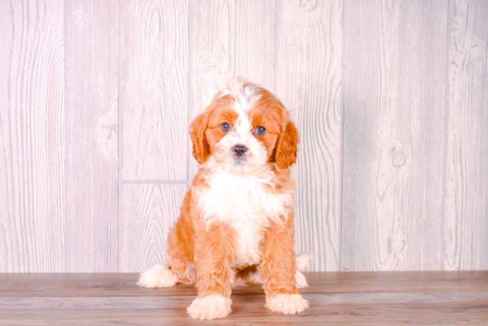 Cavapoo Pup Being Cute