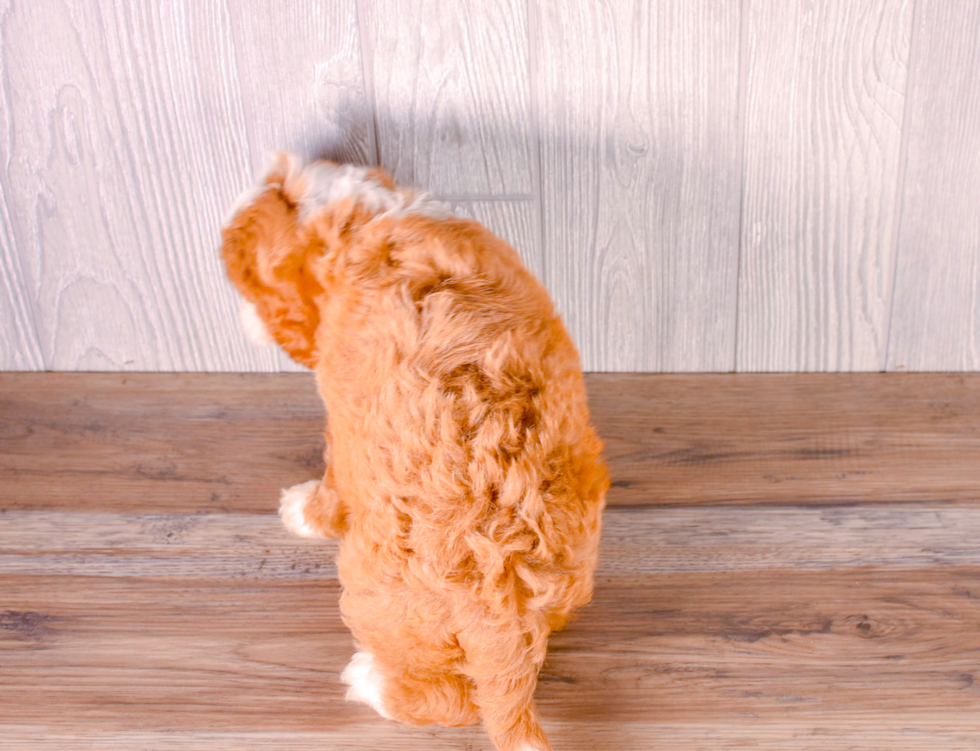 Best Cavapoo Baby