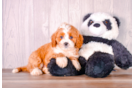 Cute Cavalier King Charles Spaniel and Poodle Mix Poodle Mix Puppy
