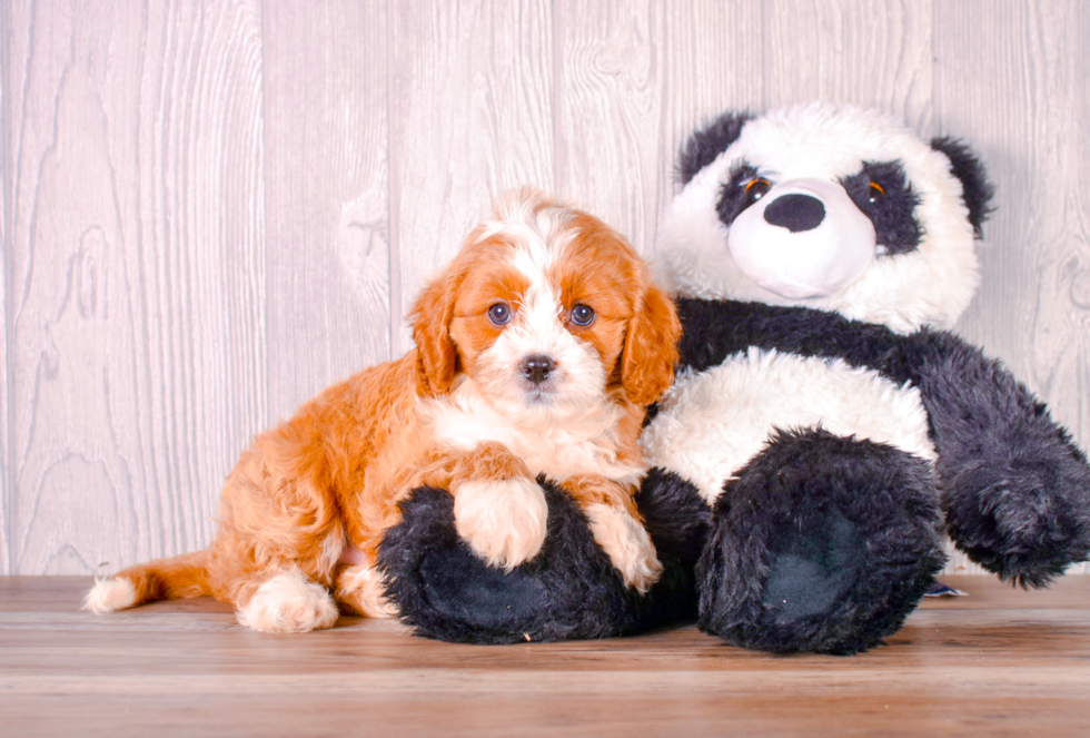 Cute Cavalier King Charles Spaniel and Poodle Mix Poodle Mix Puppy