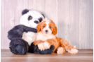Cute Cavapoo Baby