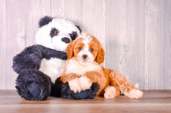 Cute Cavapoo Baby