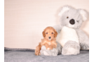 Cavapoo Puppy for Adoption
