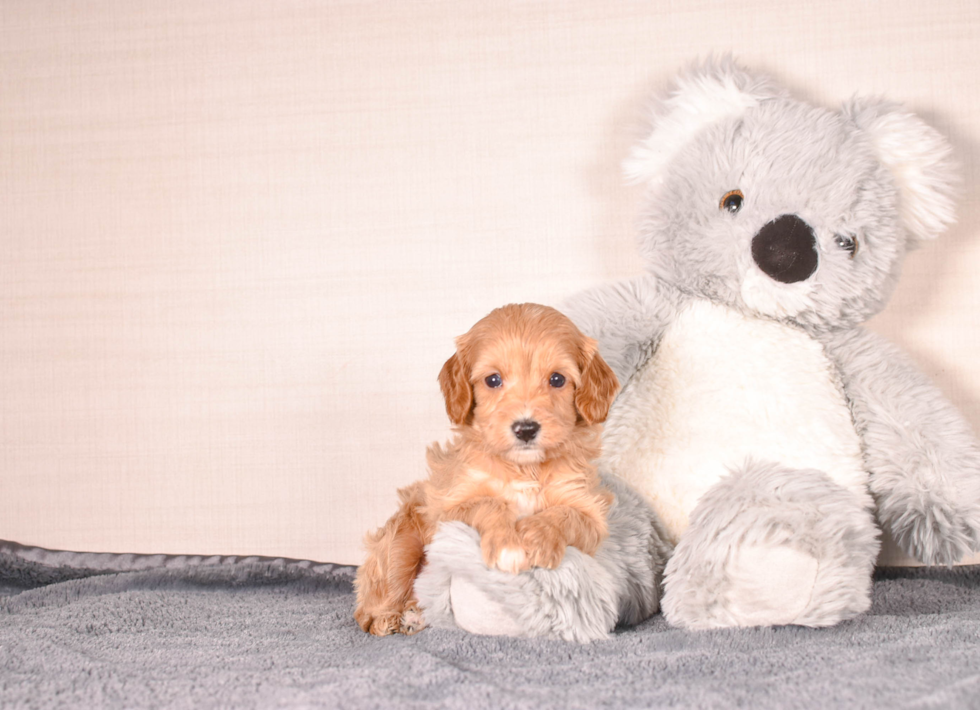 Cavapoo Puppy for Adoption
