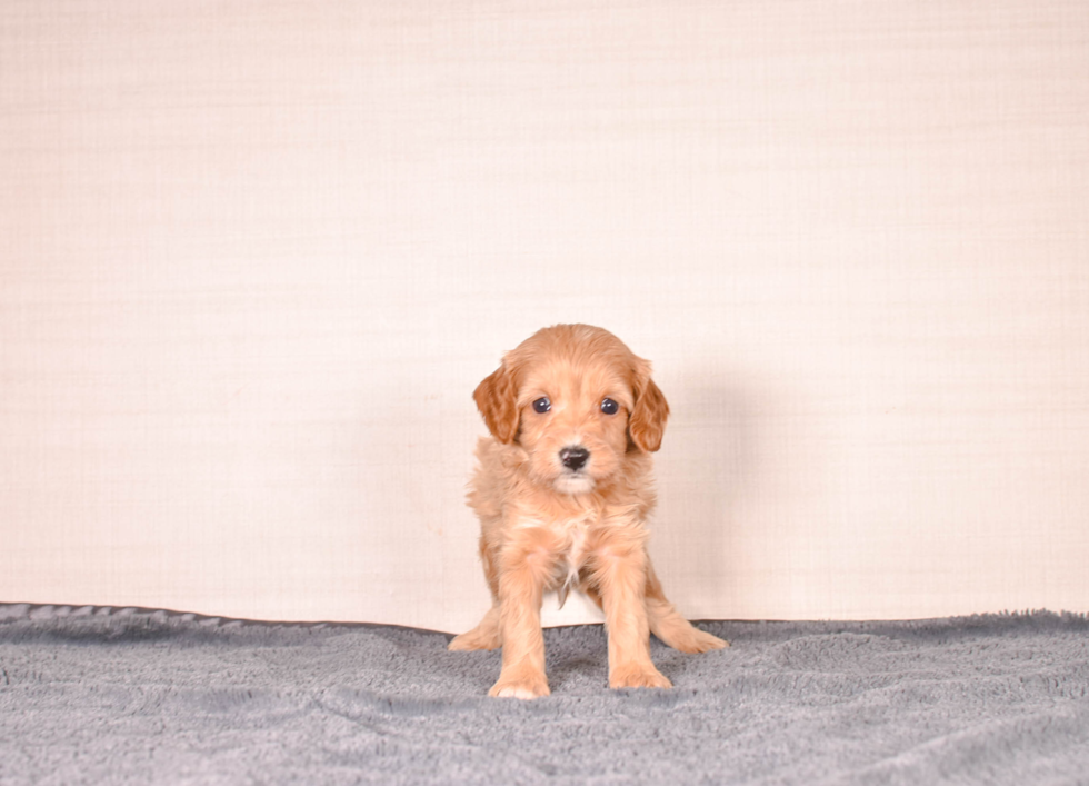 Cavapoo Pup Being Cute
