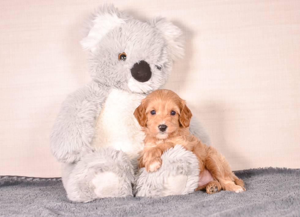 Cute Cavadoodle Poodle Mix Puppy