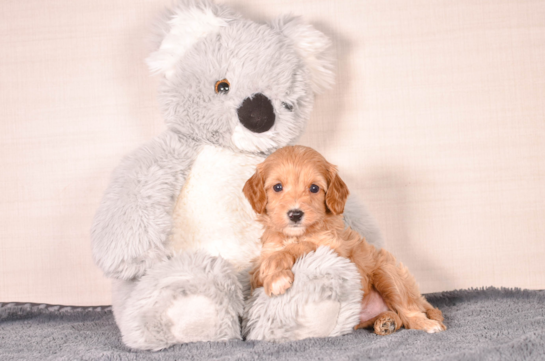 Cute Cavadoodle Poodle Mix Puppy