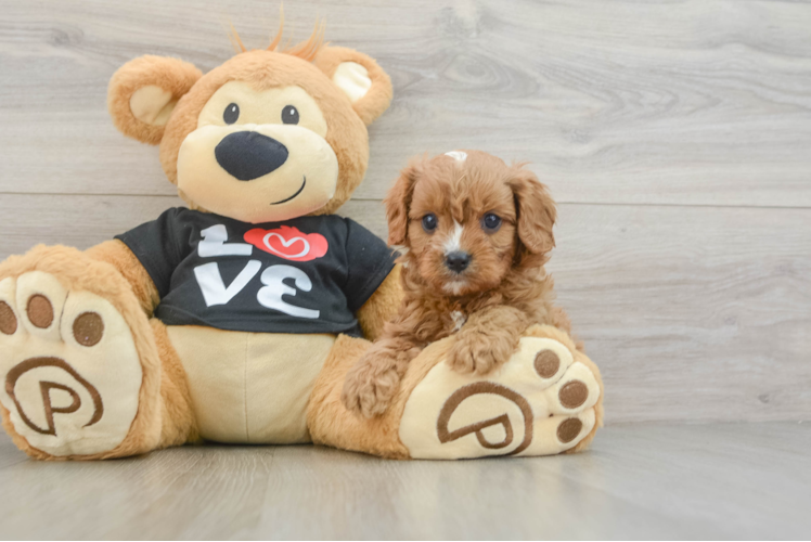 Popular Cavapoo Poodle Mix Pup