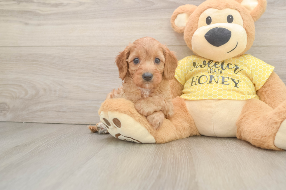 6 week old Cavapoo Puppy For Sale - Simply Southern Pups