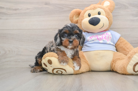 Happy Cavapoo Baby