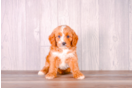 Cute Cavadoodle Poodle Mix Puppy