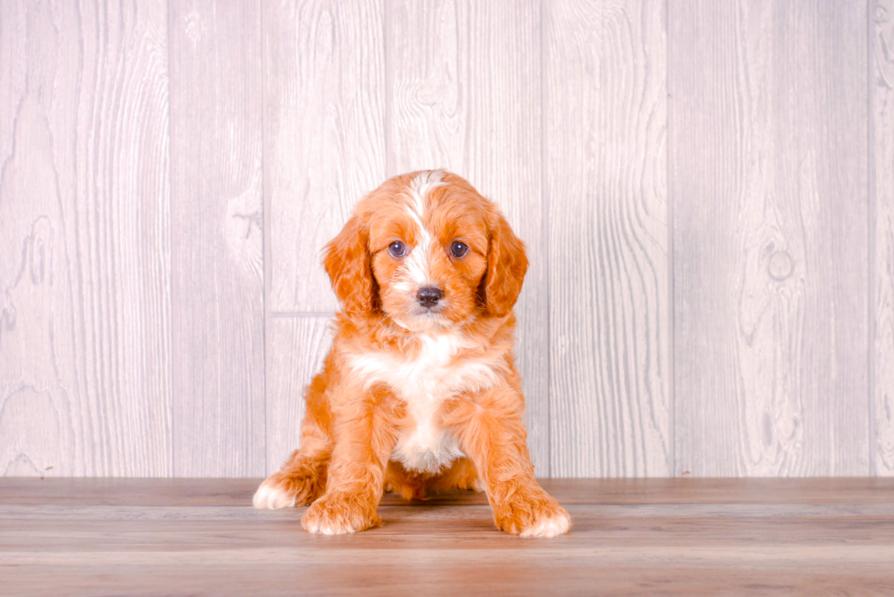 Cute Cavadoodle Poodle Mix Puppy