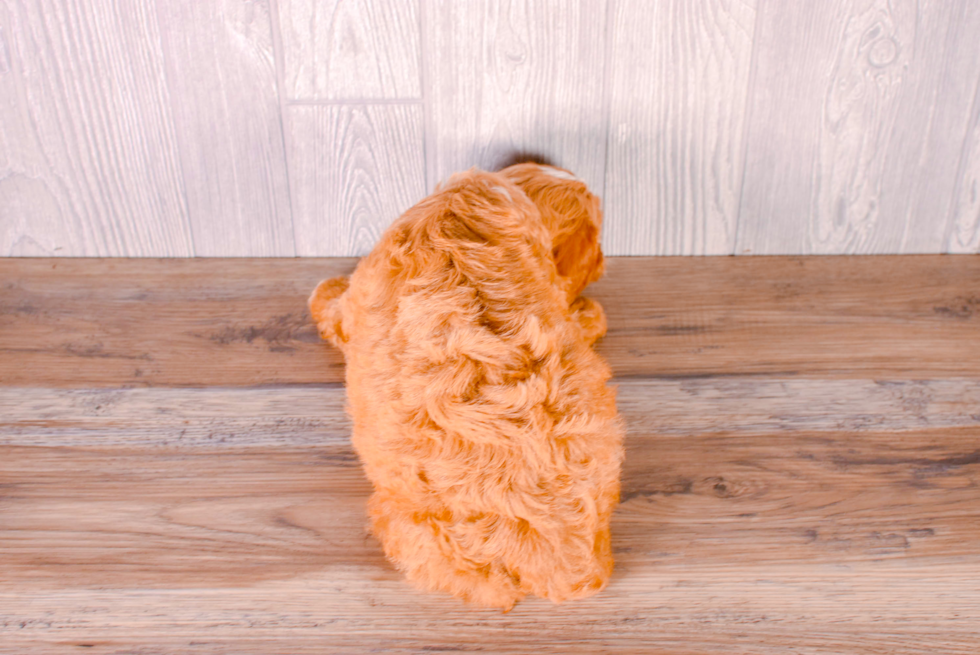 Cavapoo Puppy for Adoption
