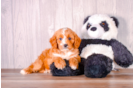 Cute Cavapoo Baby