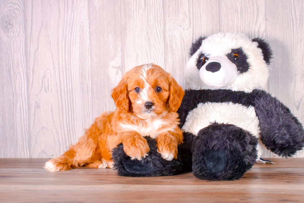 Cute Cavapoo Baby