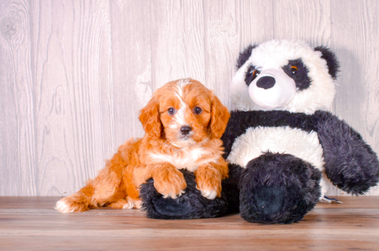 Cute Cavapoo Baby