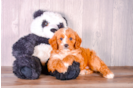 Best Cavapoo Baby