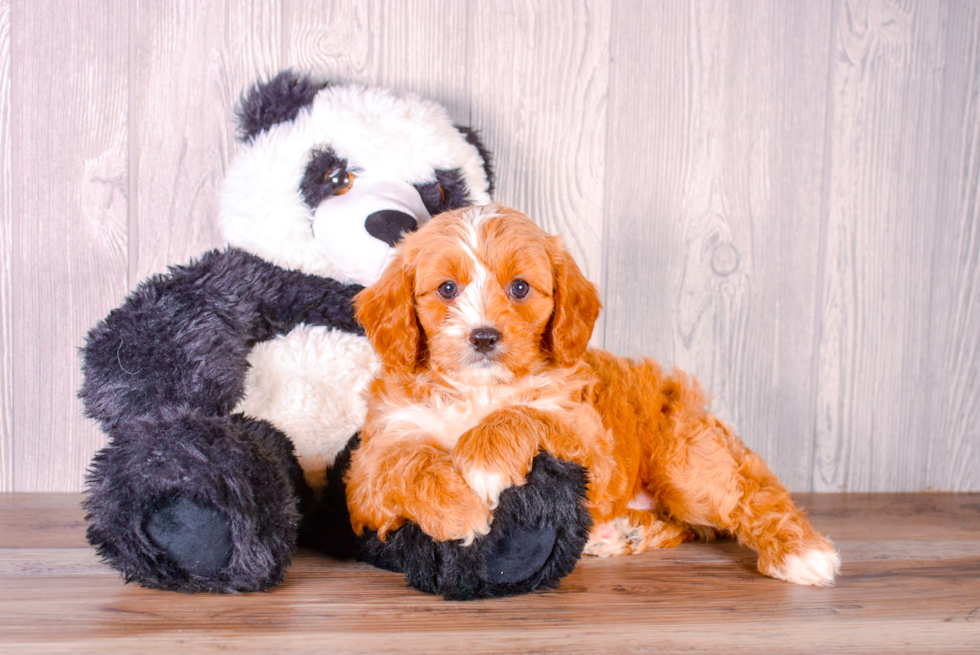 Best Cavapoo Baby