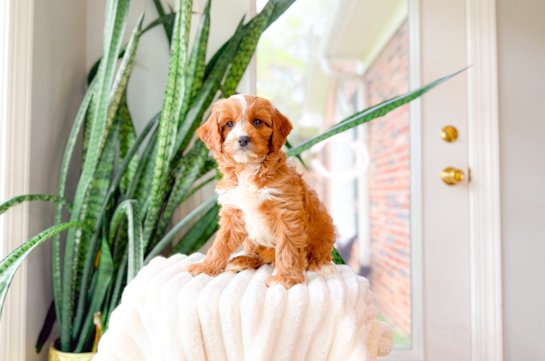 Cavapoo Puppy for Adoption