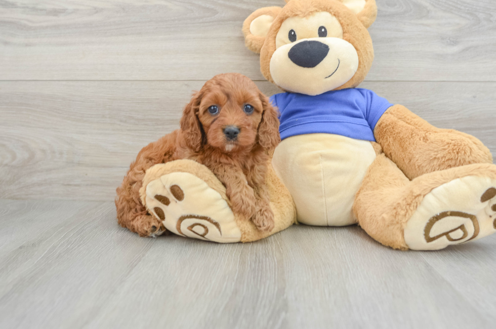 6 week old Cavapoo Puppy For Sale - Simply Southern Pups