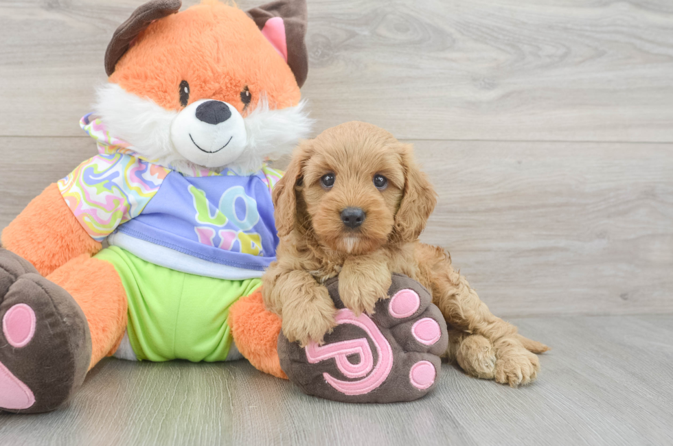 5 week old Cavapoo Puppy For Sale - Simply Southern Pups