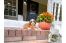 Cute Cavapoodle Poodle Mix Puppy