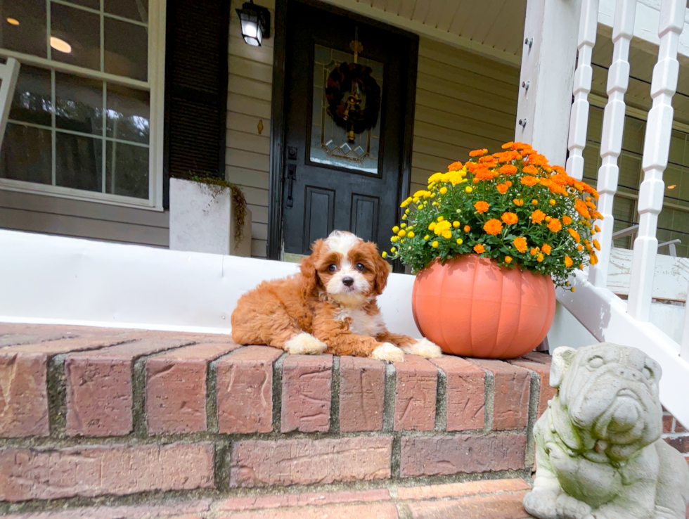 Cute Cavapoodle Poodle Mix Puppy