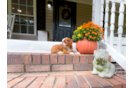 Cavapoo Puppy for Adoption