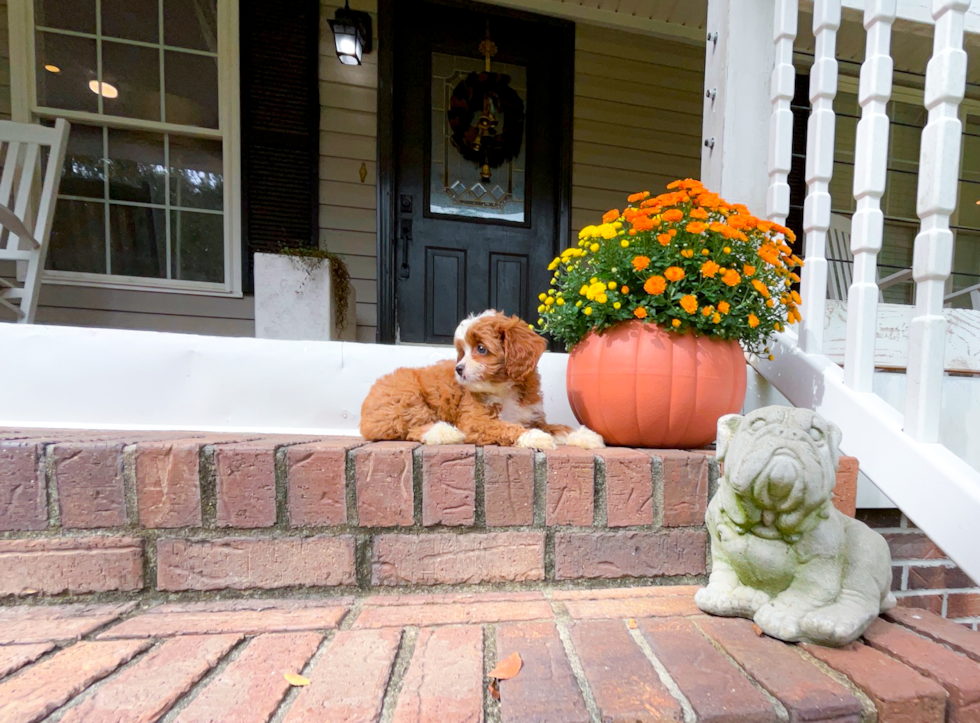 Cavapoo Puppy for Adoption
