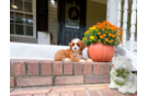 Cute Cavadoodle Poodle Mix Puppy