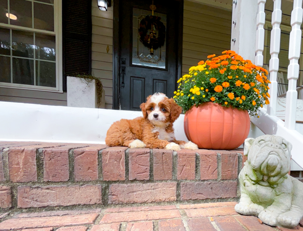 Cute Cavadoodle Poodle Mix Puppy