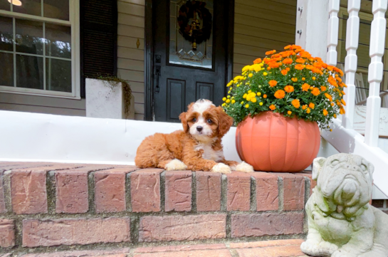 Cute Cavadoodle Poodle Mix Puppy