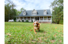 Best Cavapoo Baby