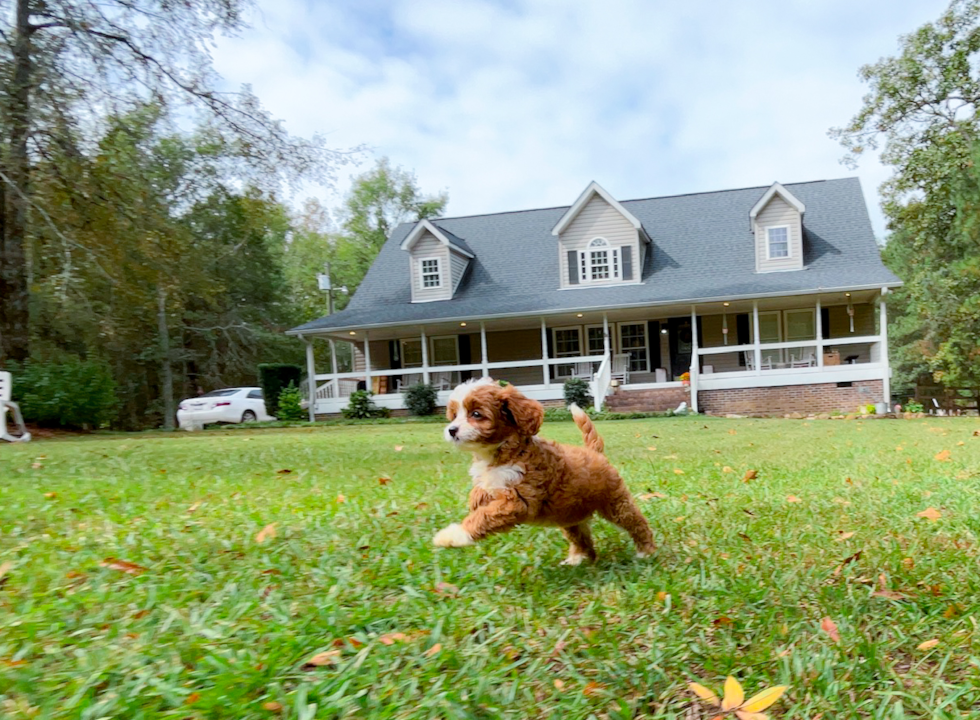Cute Cavipoo Poodle Mix Puppy