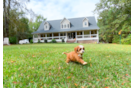 Best Cavapoo Baby