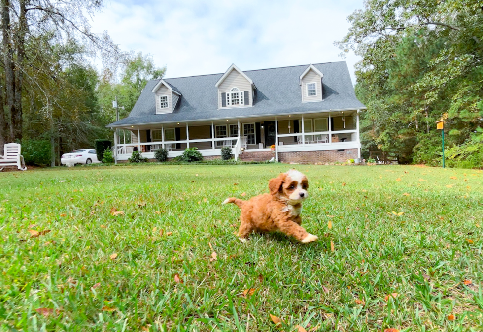 Best Cavapoo Baby